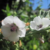 Marshmallow Root (Althea officinalis)